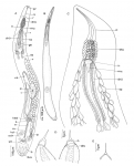 Aculeorhynchus glandulis