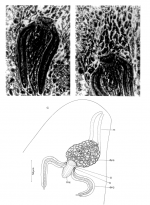 Aculeorhynchus glandulis