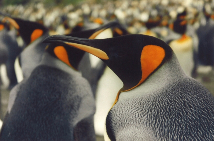 King penguin King penguin