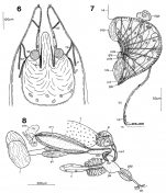 C. musculare