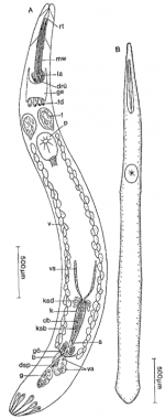 Proschizorhynchus triductibus