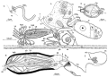 Platyhelminthes (flatworms)