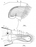 Proschizorhynchus triductibus