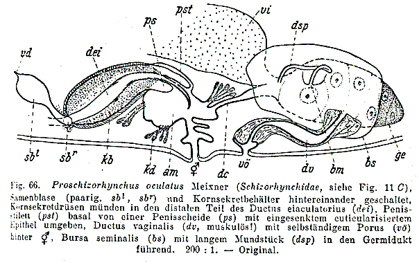 Proschizorhynchella oculata