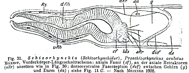 Proschizorhynchella oculata