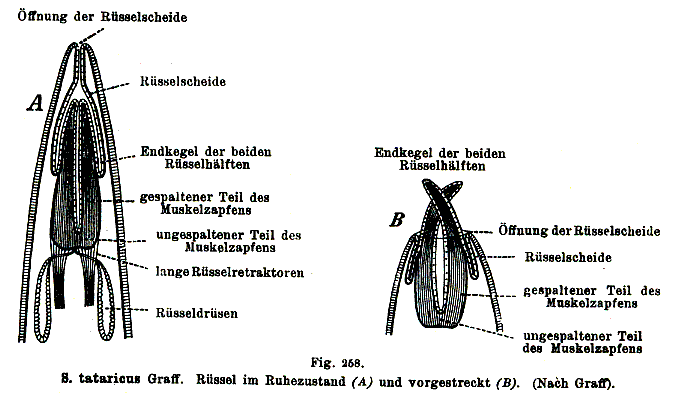 Schizorhynchus tataricus