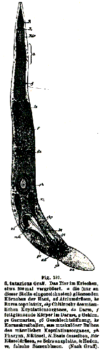 Schizorhynchus tataricus