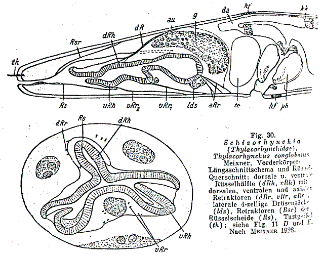 Thylacorhynchus conglobatus