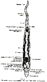 Typhlorhynchus nanus