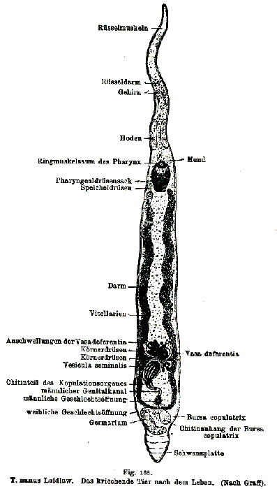 Typhlorhynchus nanus