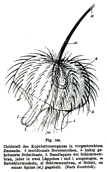 Typhlorhynchus nanus