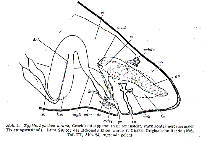 Typhlorhynchus nanus