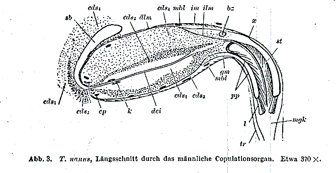 Typhlorhynchus nanus