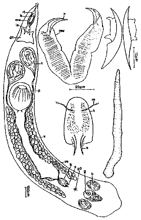 Karkinorhynchus primitivus