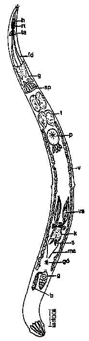 Karkinorhynchus listensis