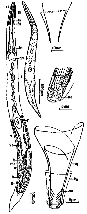 Karkinorhynchides purpureus