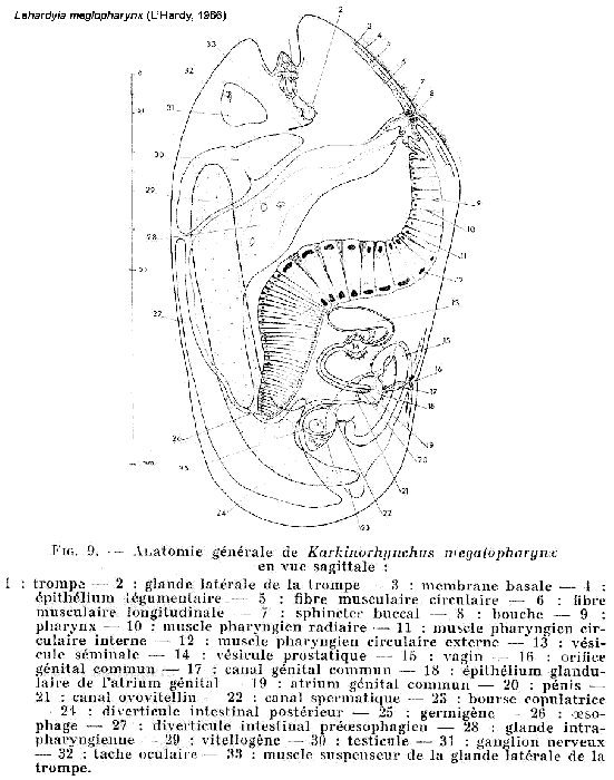 Lehardyia megalopharynx