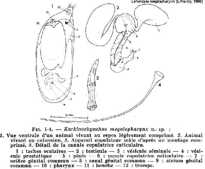 Lehardyia megalopharynx