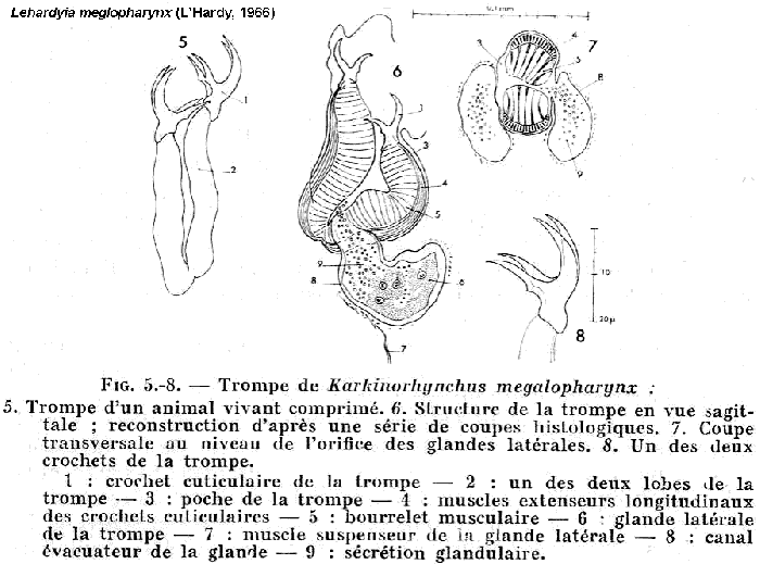 Lehardyia megalopharynx