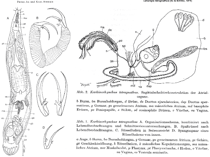 Lehardyia tetragnatha