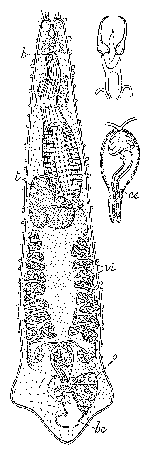 Cheliplana vestibularis