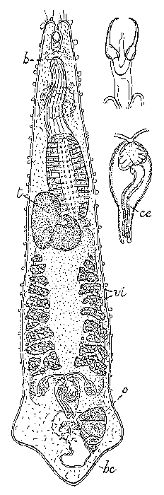 Cheliplana vestibularis