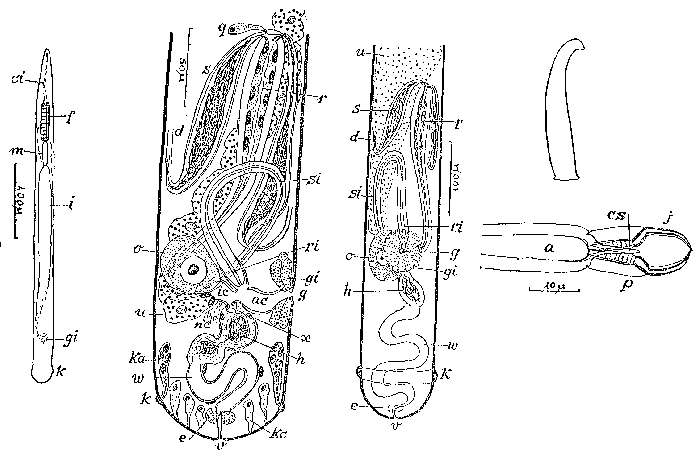 Cheliplana asica