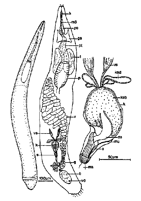 Cheliplana boadeni