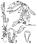 Cheliplana curvocirro