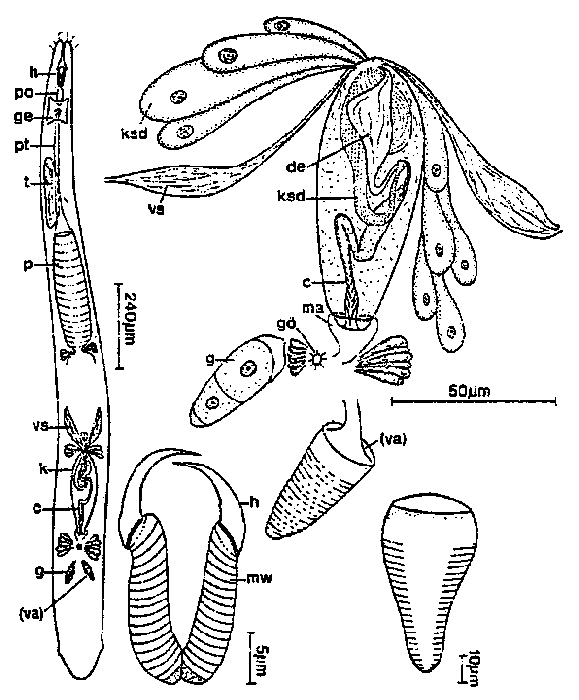 Cheliplana curvocirro