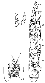 Cheliplana evdonini