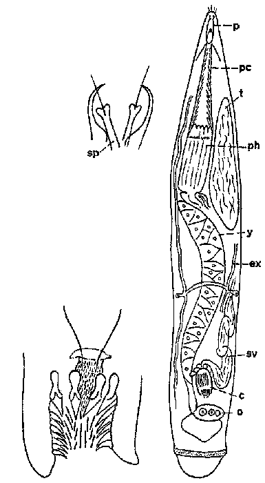 Cheliplana evdonini