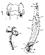 Cheliplana firmata