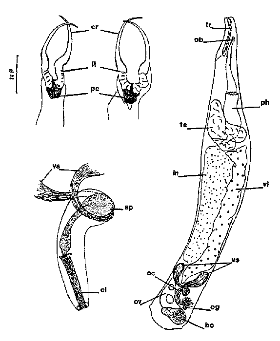 Cheliplana firmata