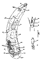 Cheliplana hiemalis