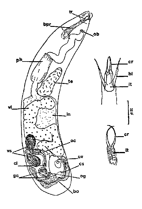 Cheliplana hiemalis