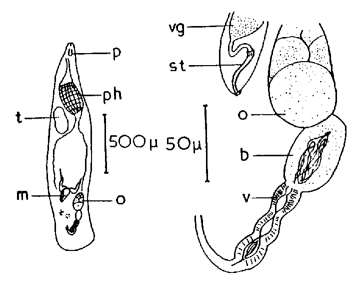 Cheliplana hypergyna