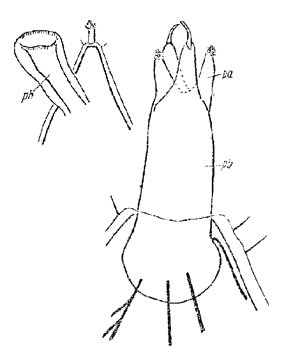 Cheliplana mamkaevi