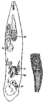 Cheliplana orthocirra