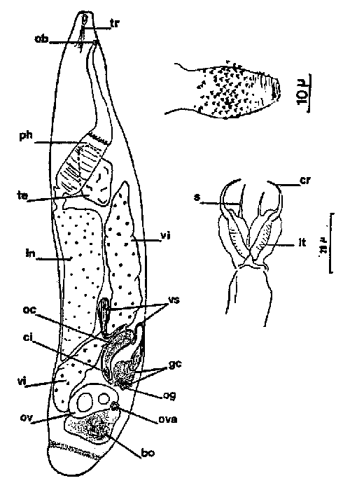 Cheliplana piriformis