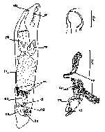 Cheliplana pusilla