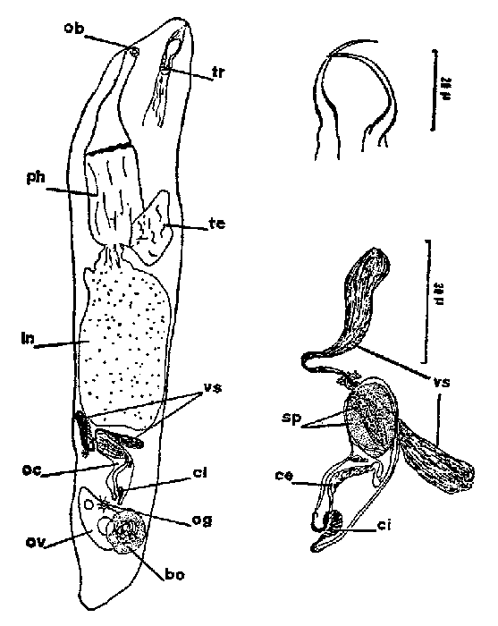 Cheliplana pusilla