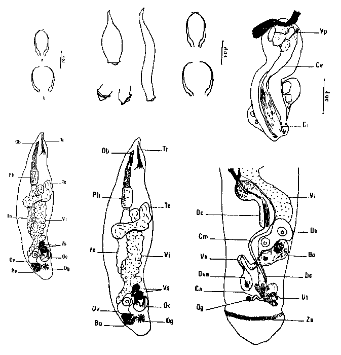 Cheliplana rubescens