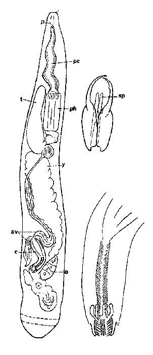 Cheliplana setosa