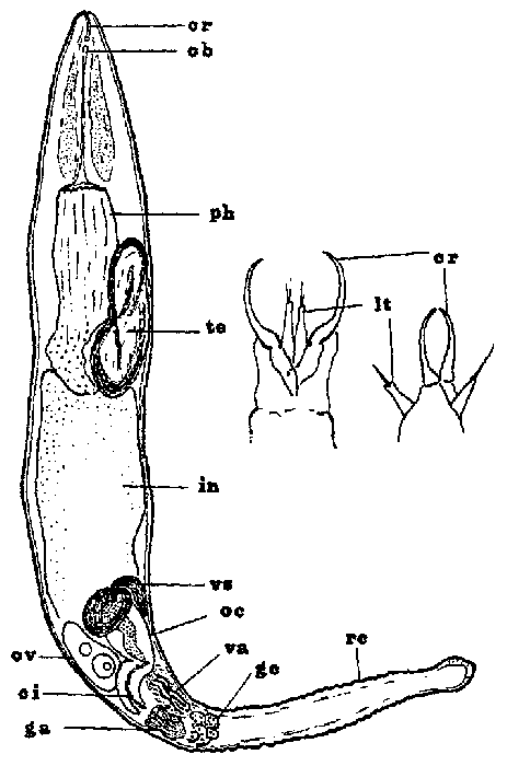 Cheliplana varicauda