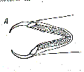 Platyhelminthes (flatworms)