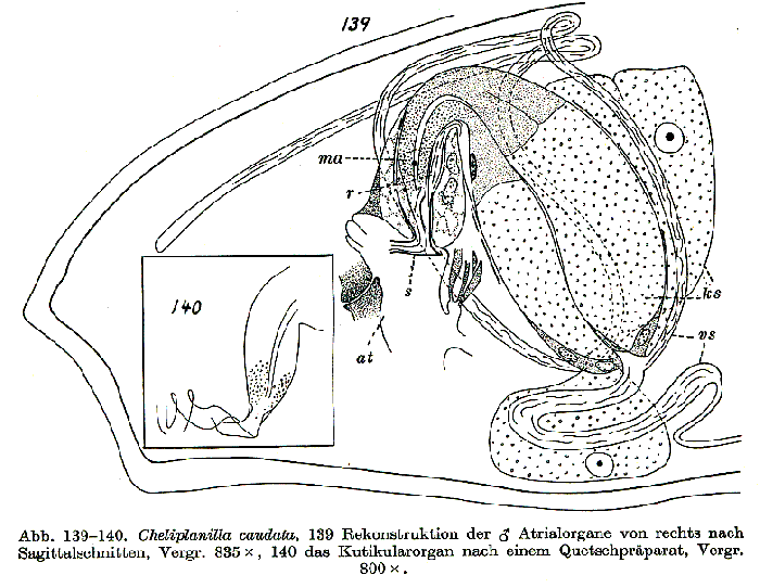 Cheliplanilla caudata