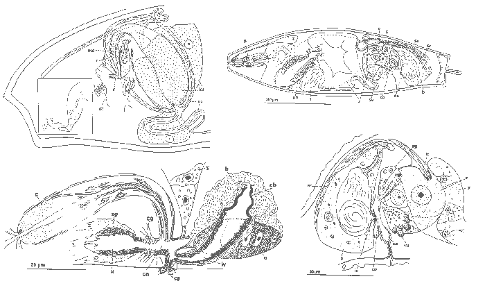 Cheliplanilla caudata