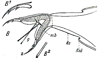 Cheliplanilla caudata