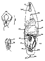 Cheliplanilla implicata